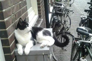 Голландские коты