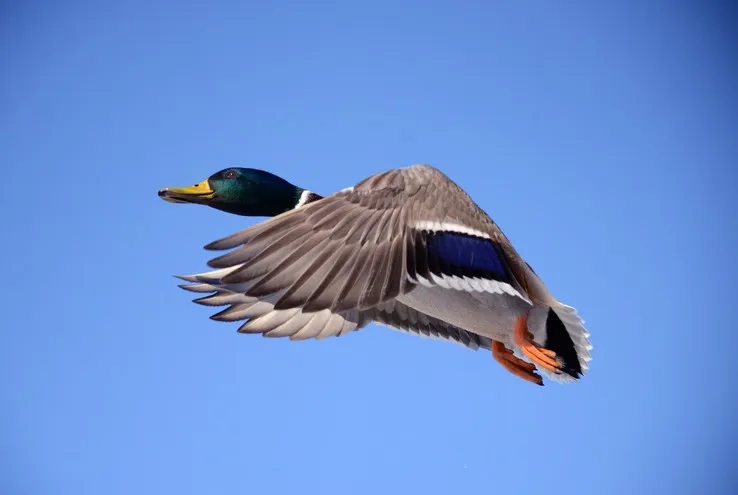 Кряква, мантия, звонок: необычные традиции Оксфорда