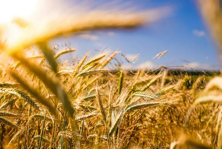 Лучшие аграрные вузы России