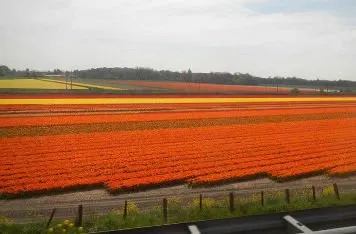 Особенности национального голландского характера: давайте жить дружно