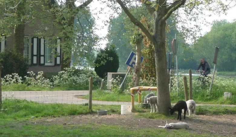 Деревня, она и в Королевстве Нидерланды - тоже деревня...