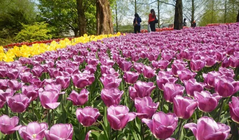 Сезон тюльпанов в Голландии