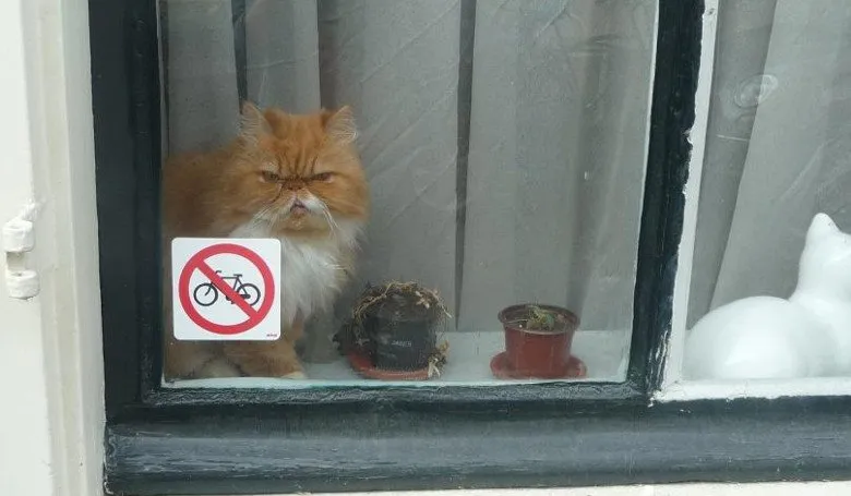 Голландские коты