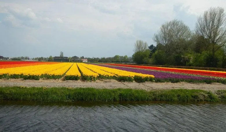 Привычки и обычаи голландцев
