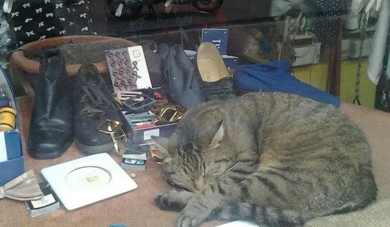 Голландские коты