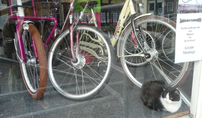 Коты и велосипеды - символ Нидерландов