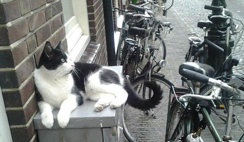 Голландские коты