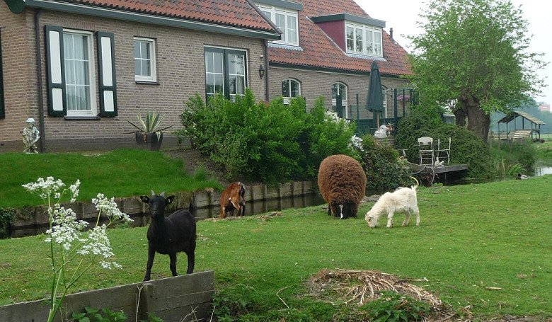 Домашняя скотина в голландской деревне
