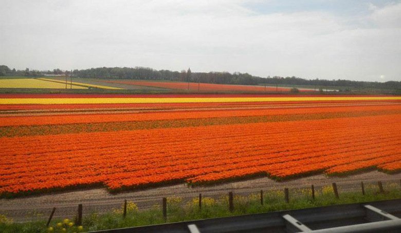 Голландские тюльпаны